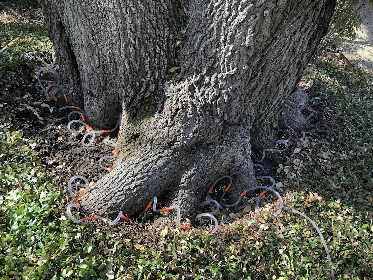 Detailed Tree Cabling and Bracing job site in Menifee